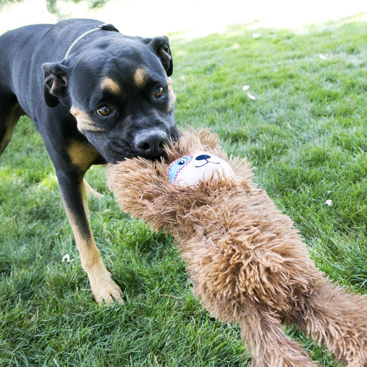 Juguete Kong Kuggz perezoso con cuerda